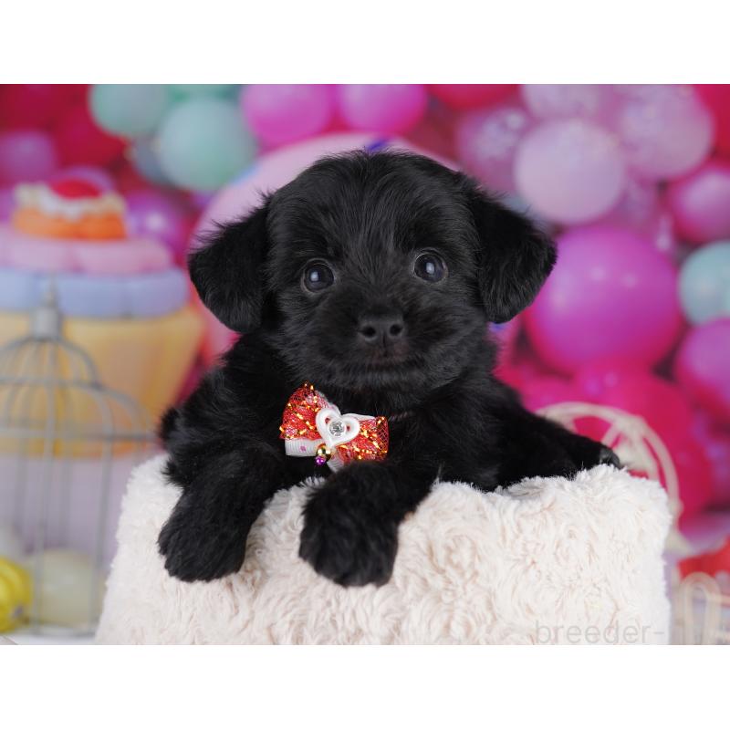 販売中の神奈川県のチワプー:チワワ×トイプードル-422899の12枚目