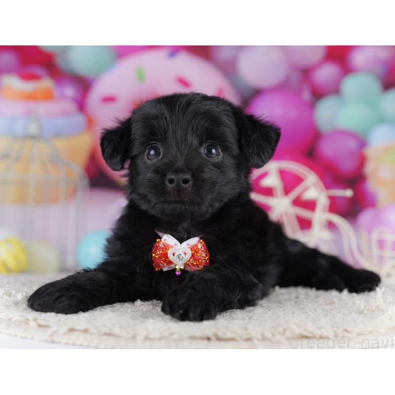 販売中の神奈川県のチワプー:チワワ×トイプードル-422899の11枚目