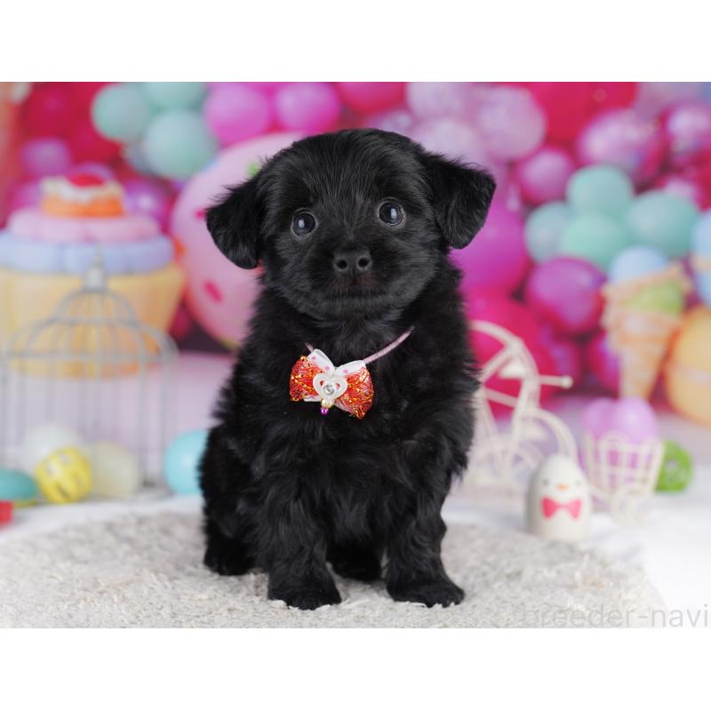 販売中の神奈川県のチワプー:チワワ×トイプードル-422899の10枚目