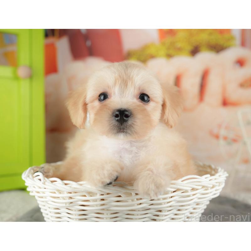 販売中の千葉県のマルプー:マルチーズ×トイプードル-424288の1枚目