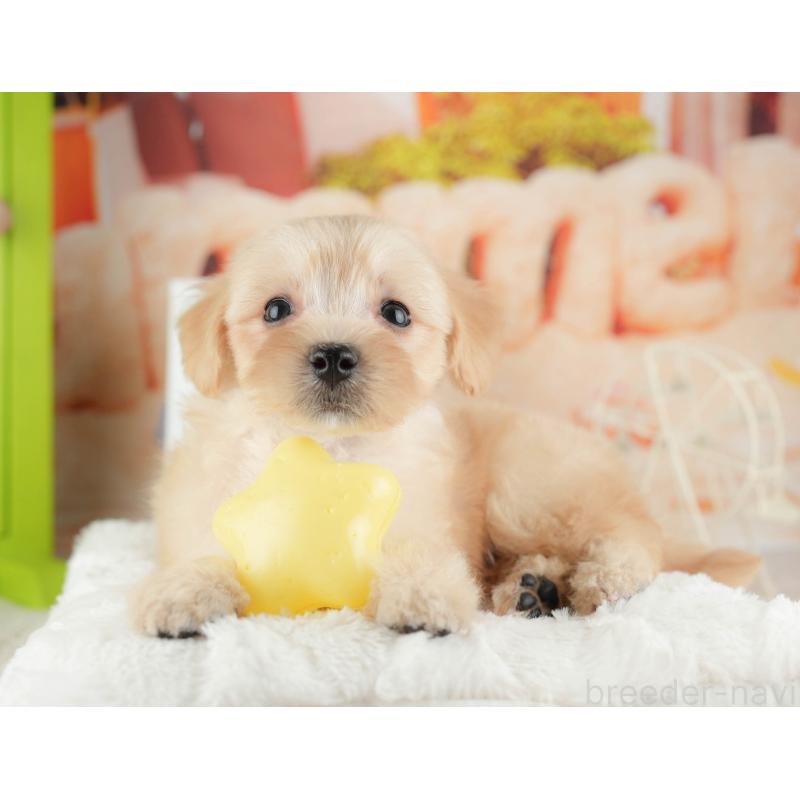 販売中の千葉県のマルプー:マルチーズ×トイプードル-424288の12枚目