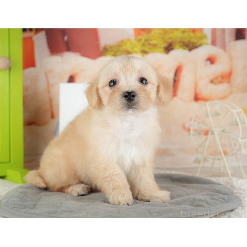 販売中の千葉県のマルプー:マルチーズ×トイプードル-424288の11枚目