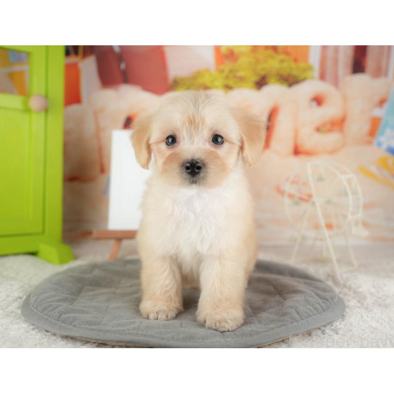 販売中の千葉県のマルプー:マルチーズ×トイプードル-424288の10枚目