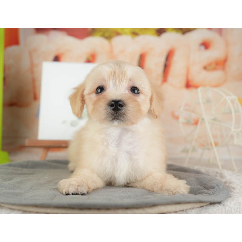 販売中の千葉県のマルプー:マルチーズ×トイプードル-424288の9枚目