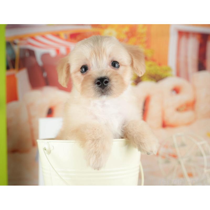 販売中の千葉県のマルプー:マルチーズ×トイプードル-424288の8枚目