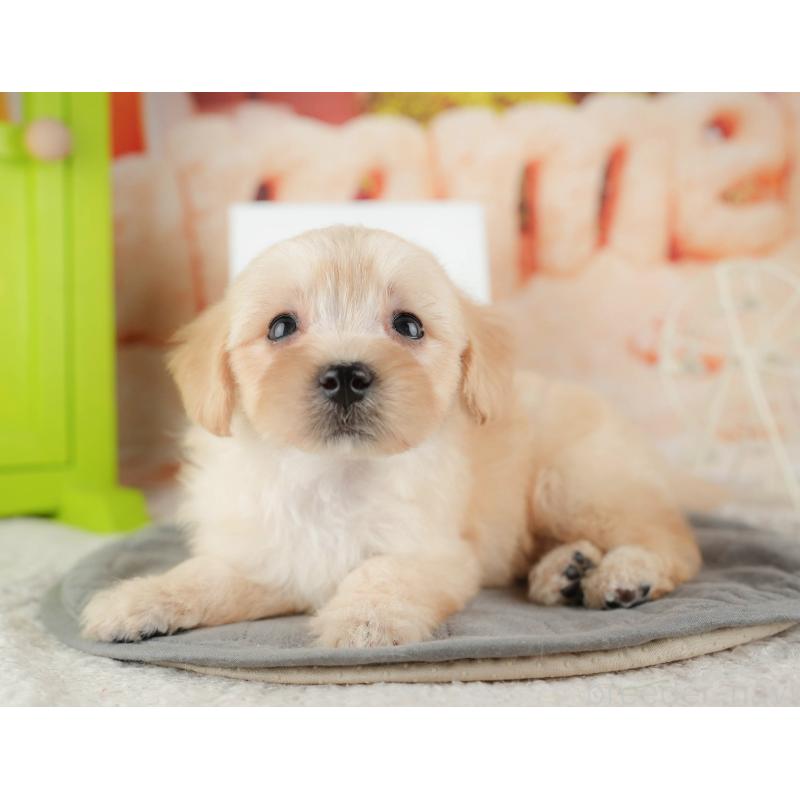 販売中の千葉県のマルプー:マルチーズ×トイプードル-424288の7枚目