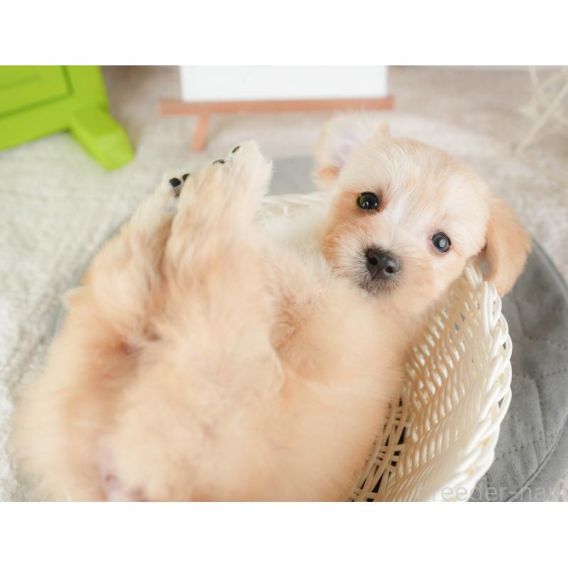 販売中の千葉県のマルプー:マルチーズ×トイプードル-424288の6枚目