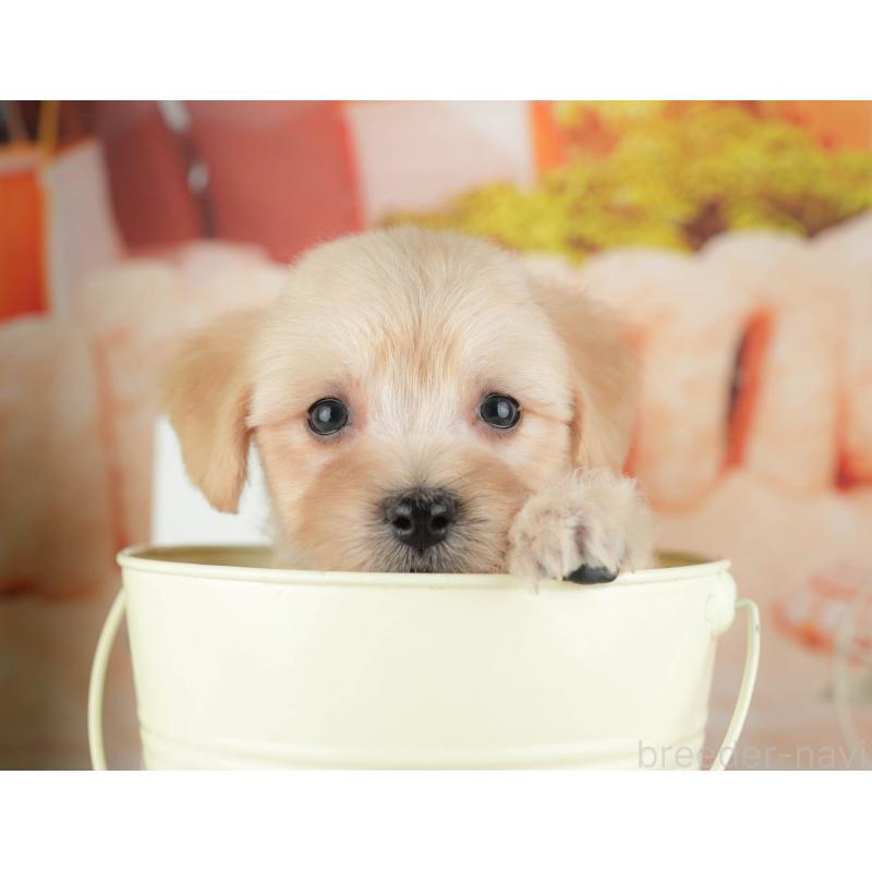 販売中の千葉県のマルプー:マルチーズ×トイプードル-424288の5枚目