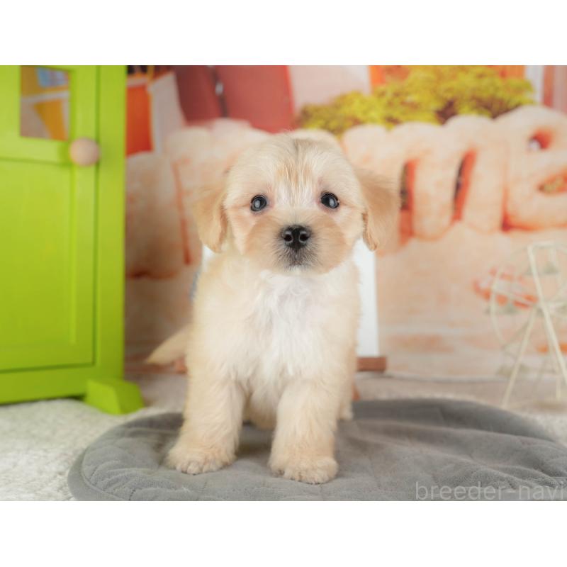 販売中の千葉県のマルプー:マルチーズ×トイプードル-424288の4枚目