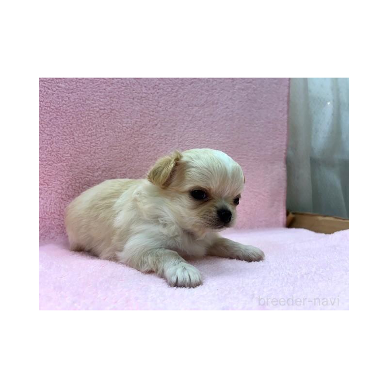 販売中の東京都のチワワ(ロングコート)-422906の6枚目