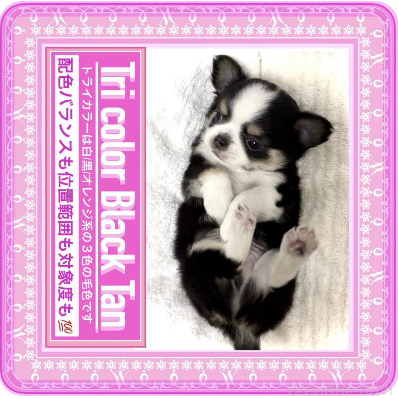 販売中の大阪府のチワワ(ロングコート)-422902