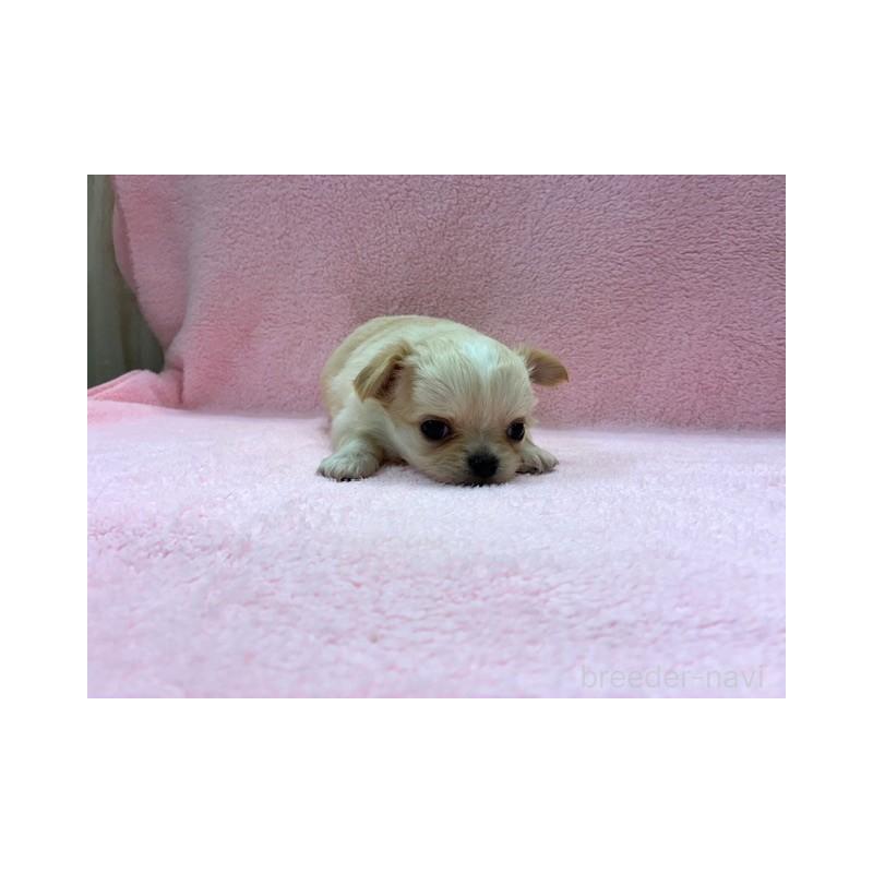 販売中の東京都のチワワ(ロングコート)-422906の5枚目