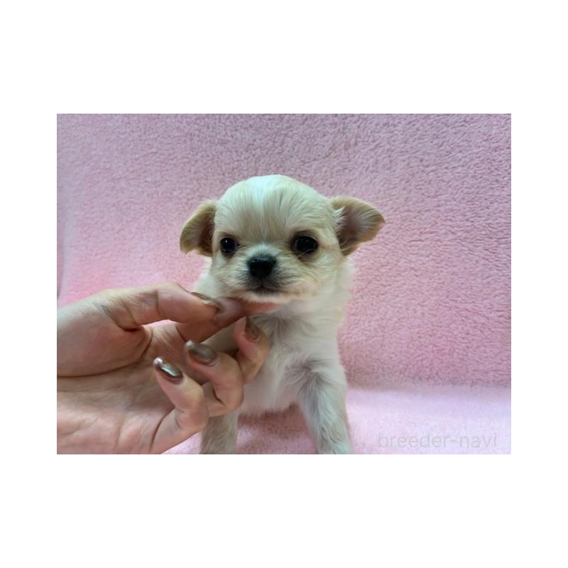 販売中の東京都のチワワ(ロングコート)-422906の4枚目