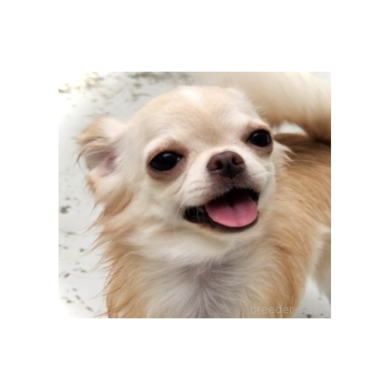 ののチワワ(ロングコート)-