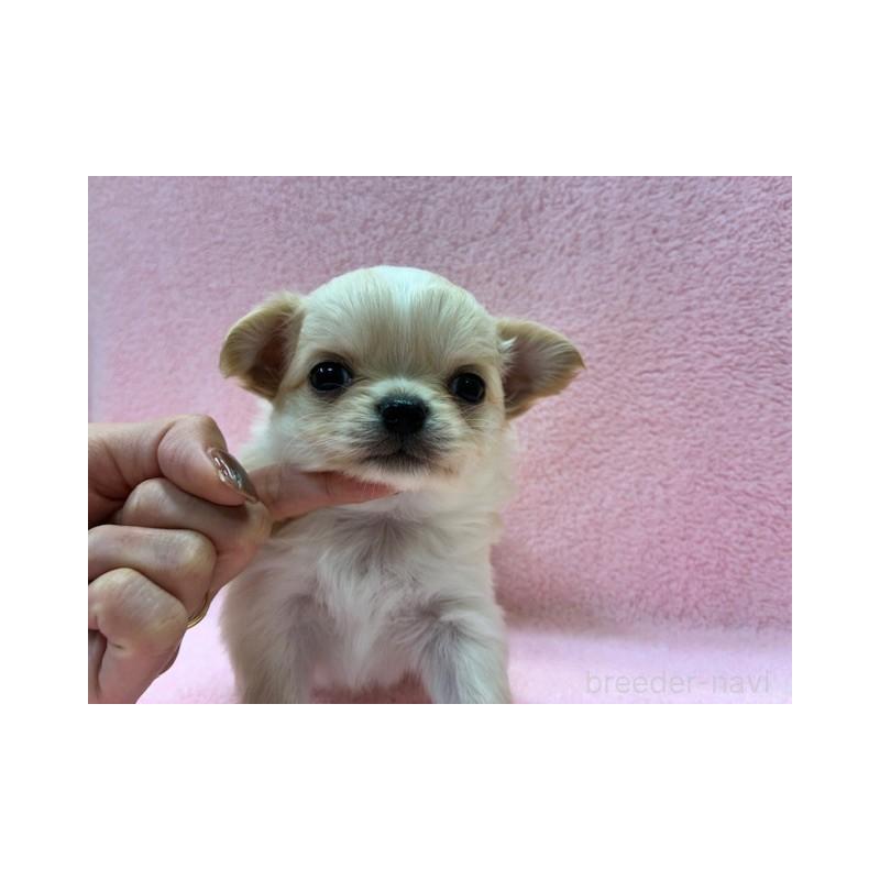 販売中の東京都のチワワ(ロングコート)-422906の3枚目