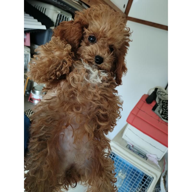 商談中の鹿児島県のタイニープードル-412609の9枚目