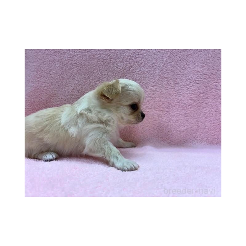 販売中の東京都のチワワ(ロングコート)-422906の2枚目