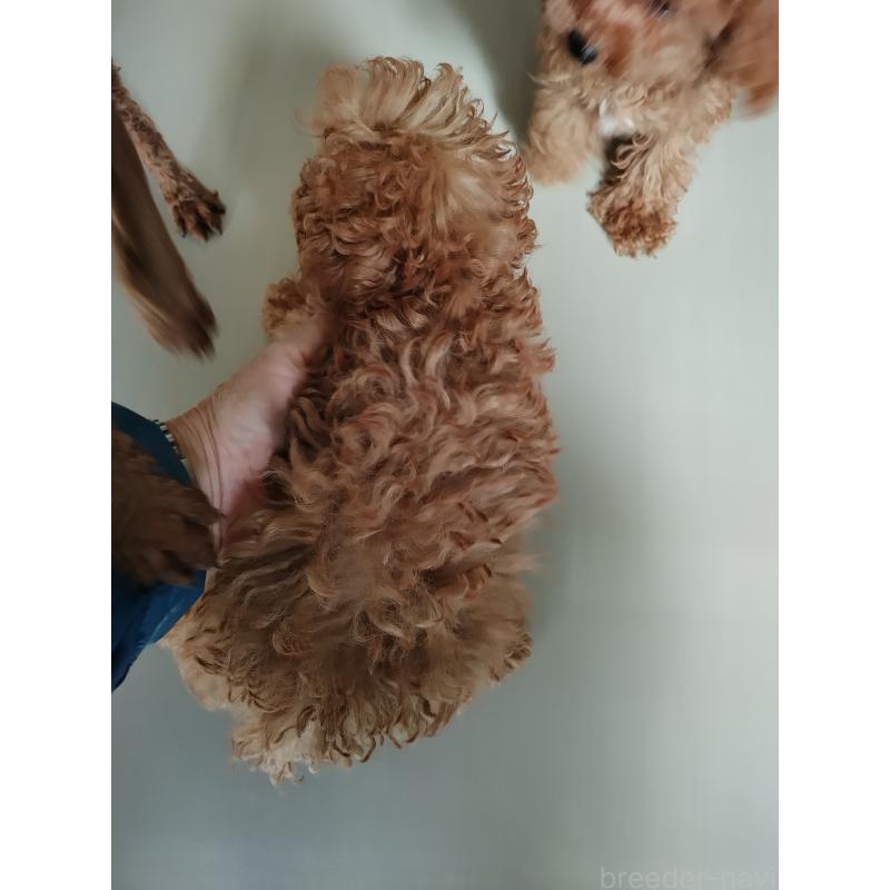 商談中の鹿児島県のタイニープードル-412609の8枚目