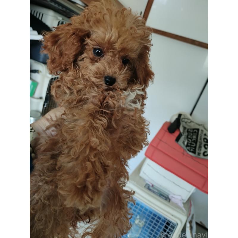 商談中の鹿児島県のタイニープードル-412609の7枚目