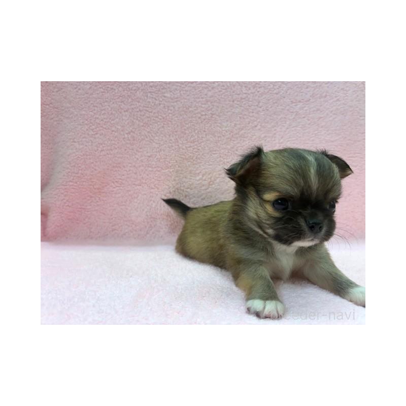 販売中の東京都のチワワ(ロングコート)-422908の6枚目