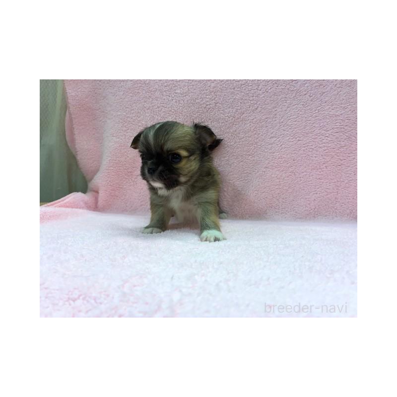 販売中の東京都のチワワ(ロングコート)-422908の4枚目