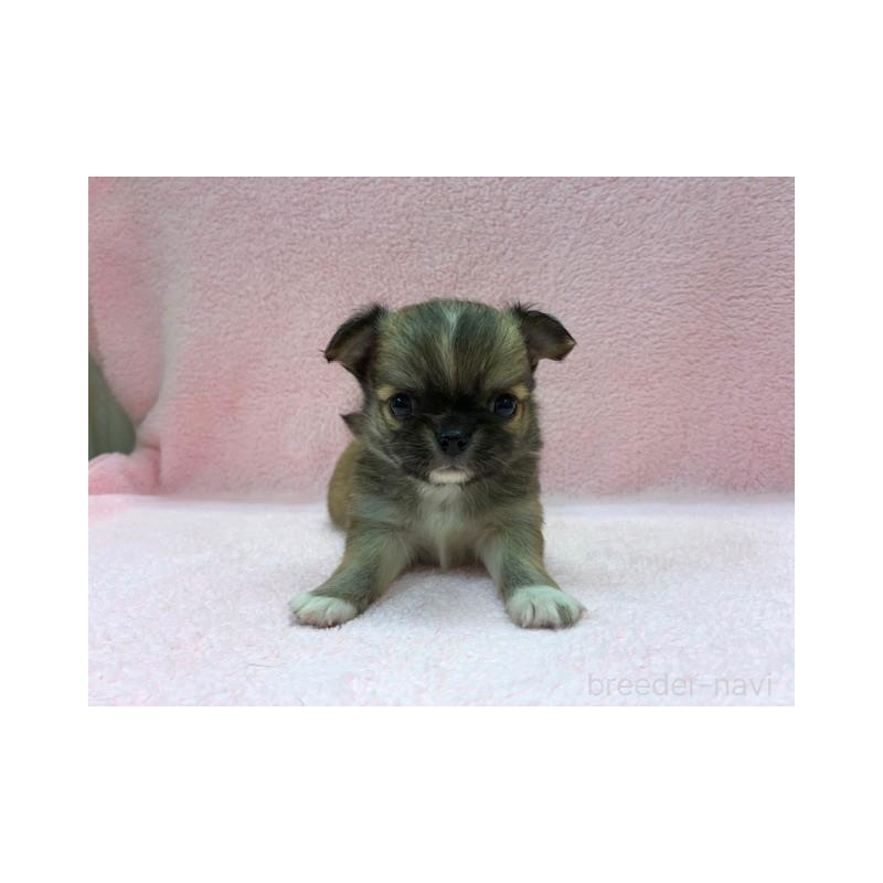 販売中の東京都のチワワ(ロングコート)-422908の3枚目