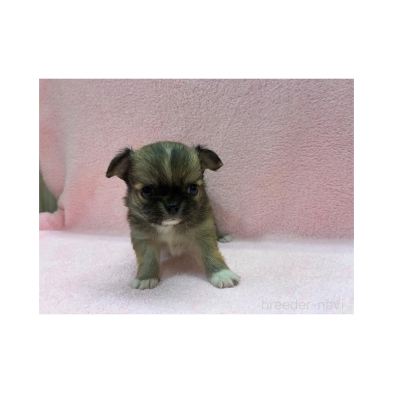 販売中の東京都のチワワ(ロングコート)-422908の2枚目