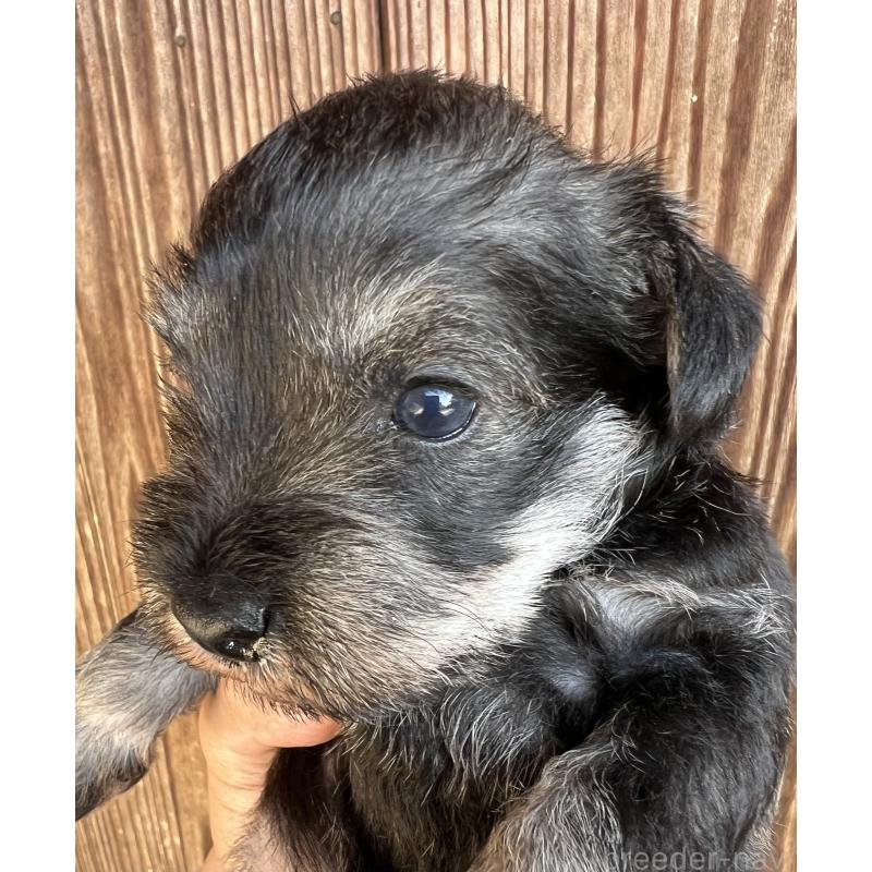 販売中の三重県のミニチュアシュナウザー-422914の11枚目