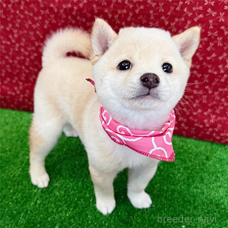 販売中の神奈川県の豆柴-422912の1枚目