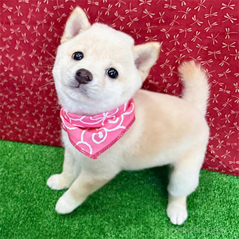 販売中の神奈川県の豆柴-422912の4枚目