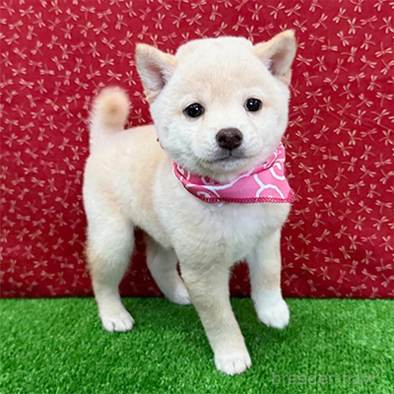 販売中の神奈川県の豆柴-422912の3枚目