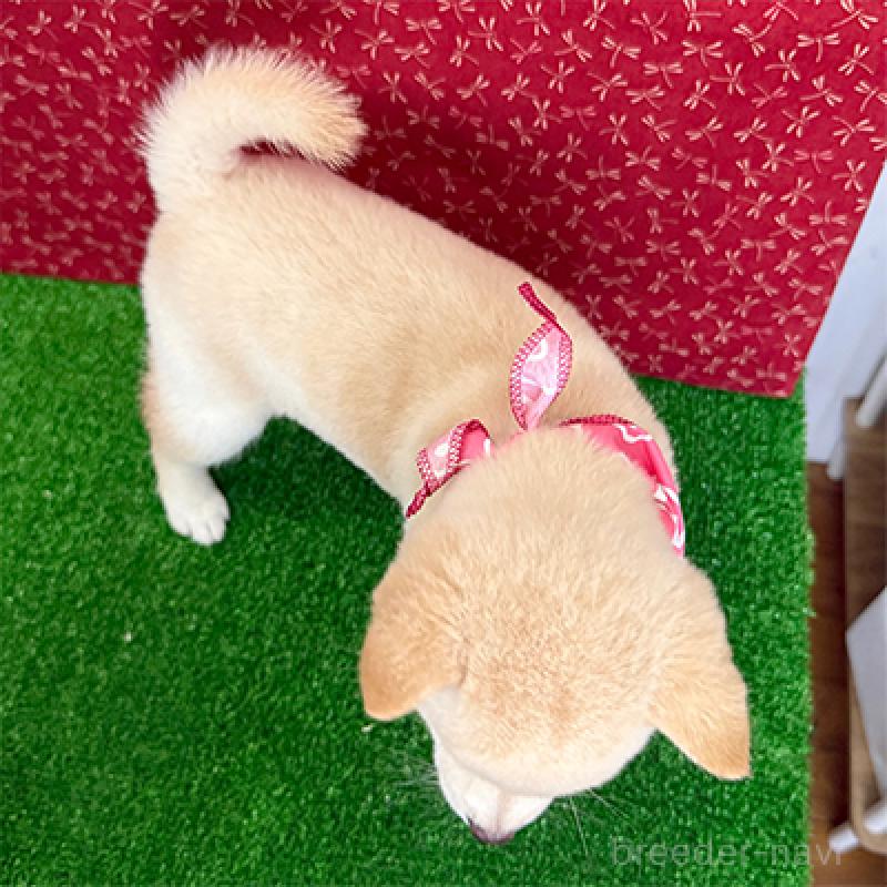 販売中の神奈川県の豆柴-422912の2枚目