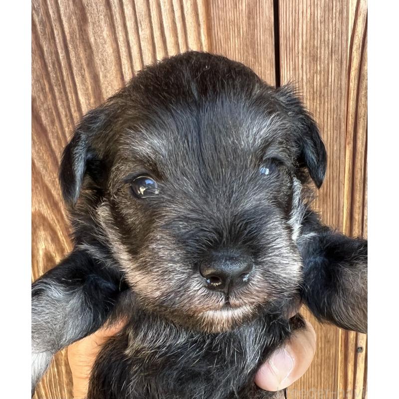 販売中の三重県のミニチュアシュナウザー-422914の9枚目