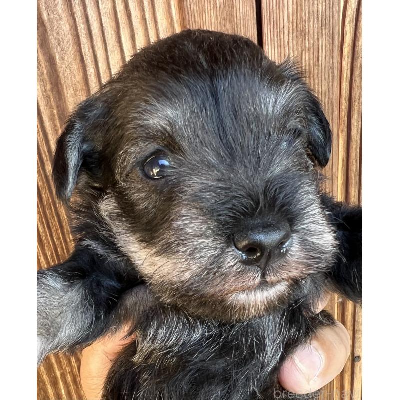 販売中の三重県のミニチュアシュナウザー-422914の8枚目