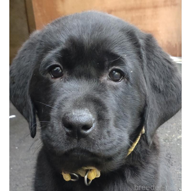 販売中の北海道のラブラドールレトリーバー-422915の1枚目