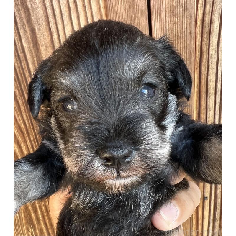 販売中の三重県のミニチュアシュナウザー-422914の7枚目