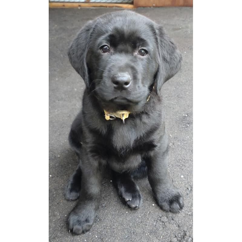 販売中の北海道のラブラドールレトリーバー-422915の5枚目