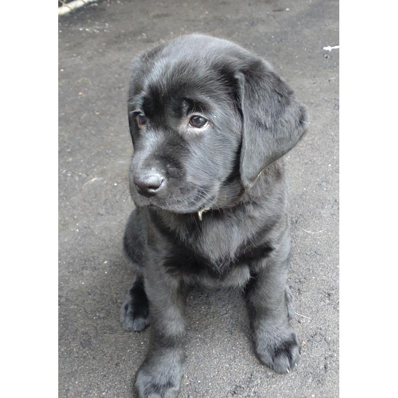 販売中の北海道のラブラドールレトリーバー-422915の4枚目