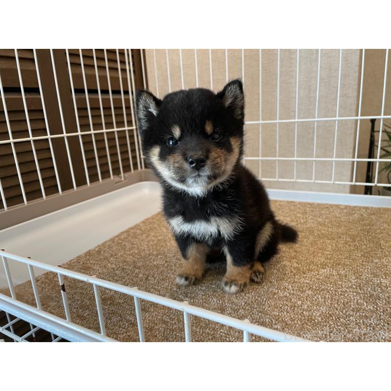 販売中の兵庫県の豆柴-422924の5枚目