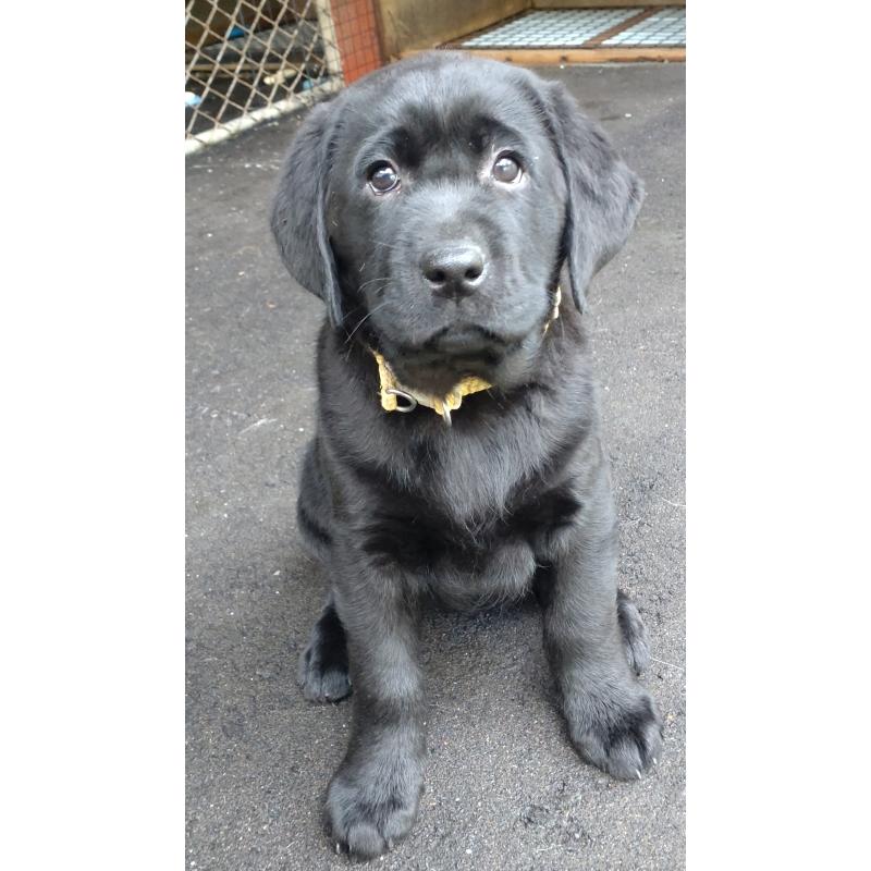 販売中の北海道のラブラドールレトリーバー-422915の3枚目