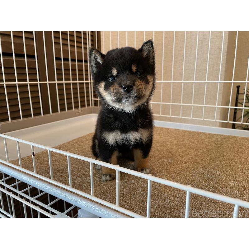 販売中の兵庫県の豆柴-422924の4枚目