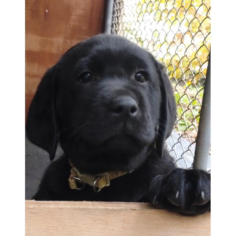 販売中の北海道のラブラドールレトリーバー-422915の2枚目