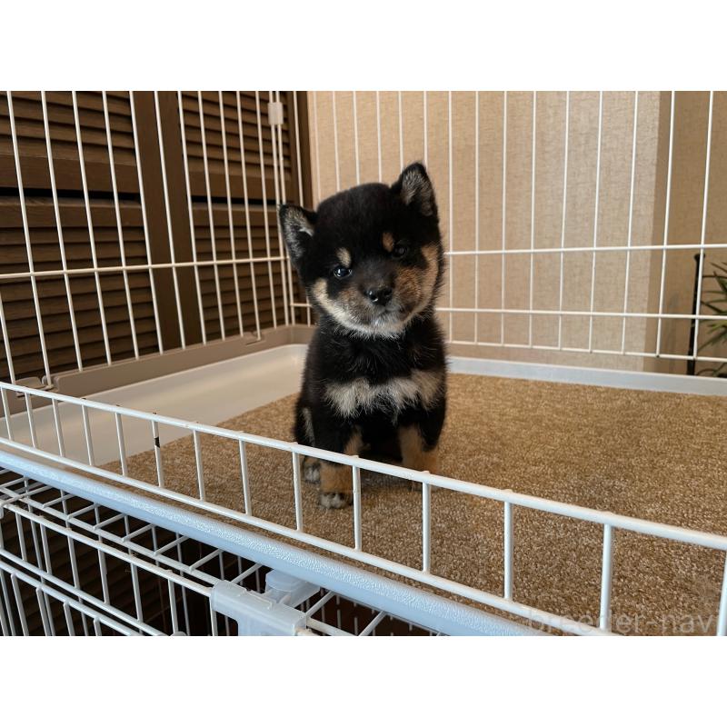 販売中の兵庫県の豆柴-422924の3枚目