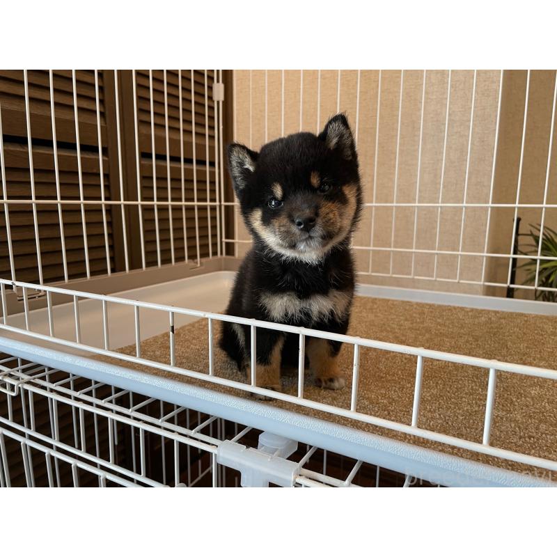 販売中の兵庫県の豆柴-422924の2枚目