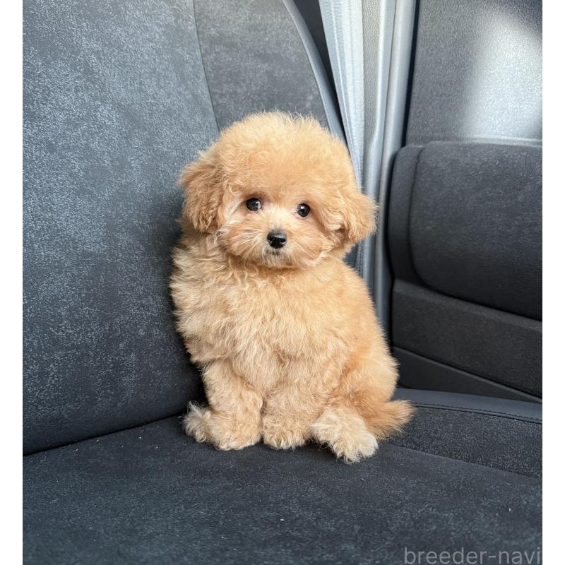 成約済の大阪府のティーカッププードル-416601の2枚目