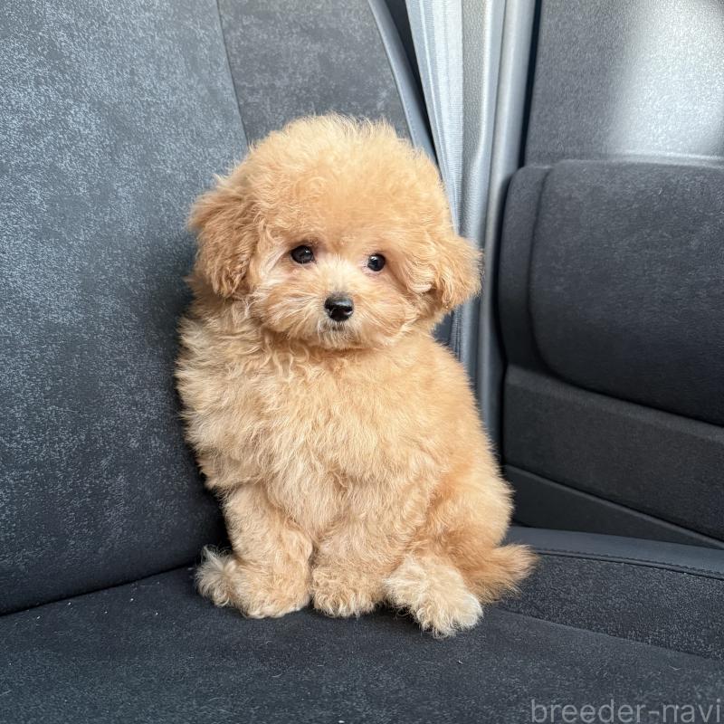 販売中の大阪府のティーカッププードル-416601