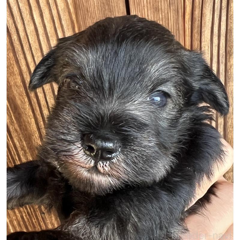 販売中の三重県のミニチュアシュナウザー-422916の9枚目