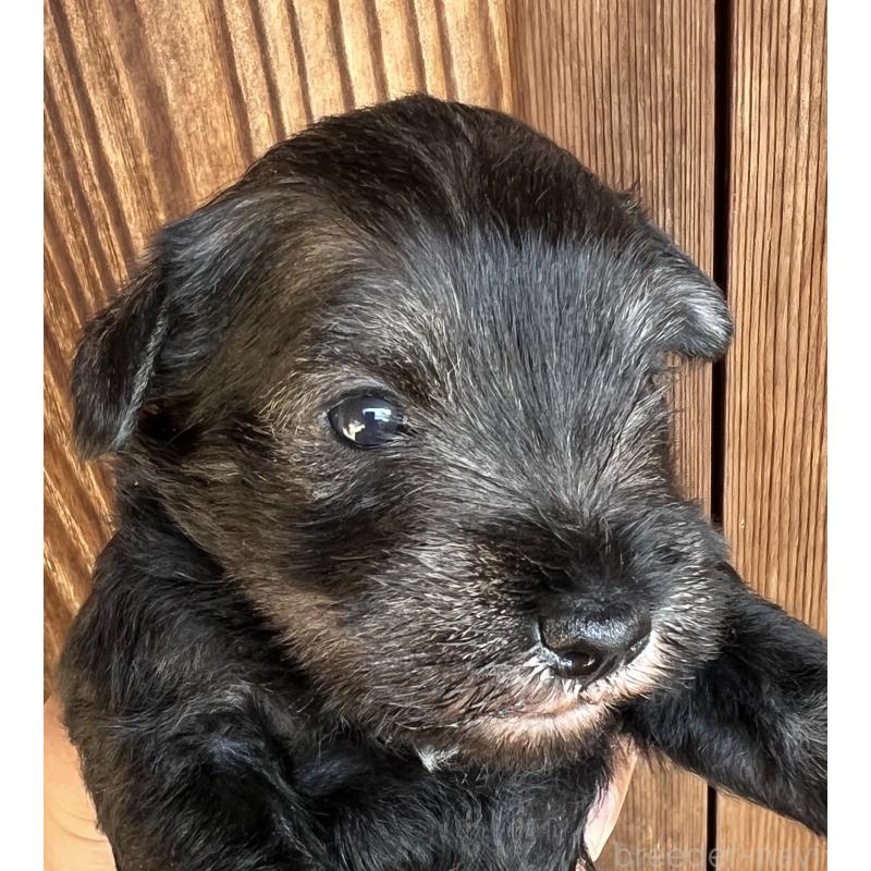 販売中の三重県のミニチュアシュナウザー-422916の8枚目