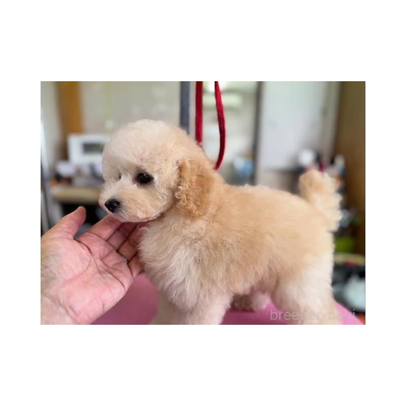 販売中の山梨県のタイニープードル-422918の6枚目
