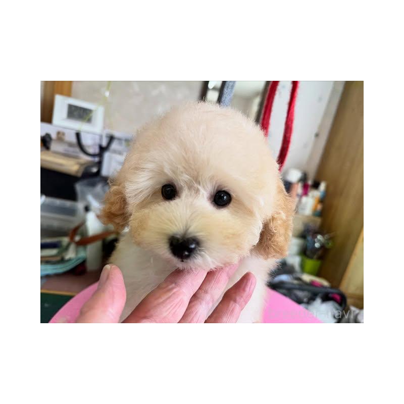 販売中の山梨県のタイニープードル-422918の5枚目